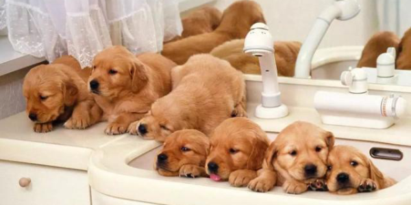 寵物店新風安裝